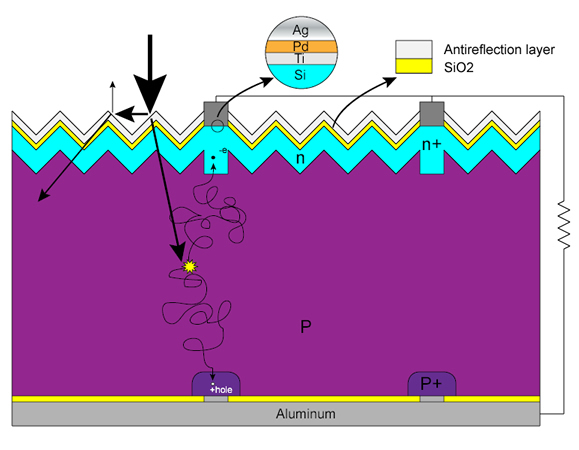 Simple Animal Cell Diagram For Kids. animal cell diagram for kids