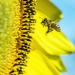 Apitherapy - Greater CLE Bee Keepers