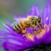 Pollen: Nature's Perfect Food