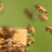 The Importance of Honeybees
