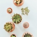 Cacti & Succulents Sales & Exhibit