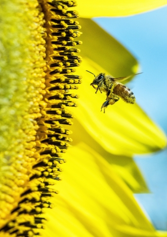 Apitherapy - Greater CLE Bee Keepers