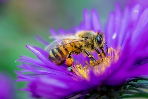 Pollen: Nature's Perfect Food