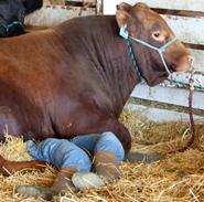 Beef Cattle Judging