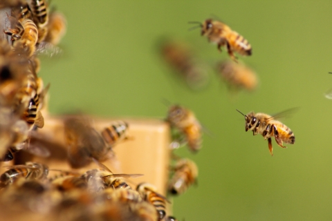 The Importance of Honeybees