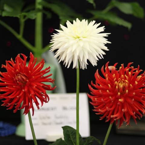 Dahlia Show Dahlia Show