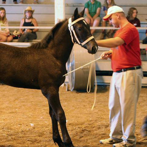 Draft Horse Halter Class Judging