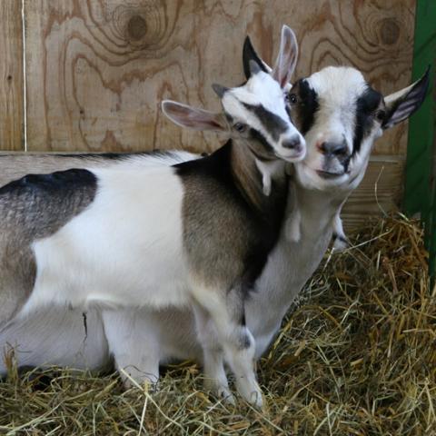 Dairy Goat Judging