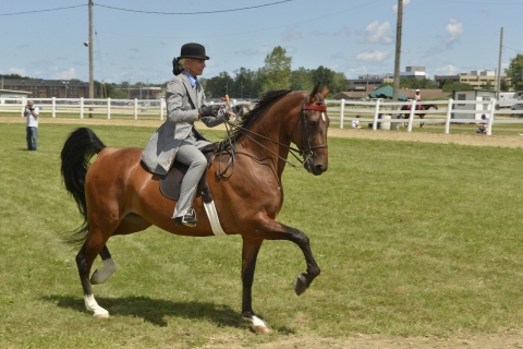 Cuyahoga County Fair Horse Show Cuyahoga County Fair Horse Show