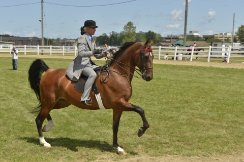 Cuyahoga County Fair Horse Show