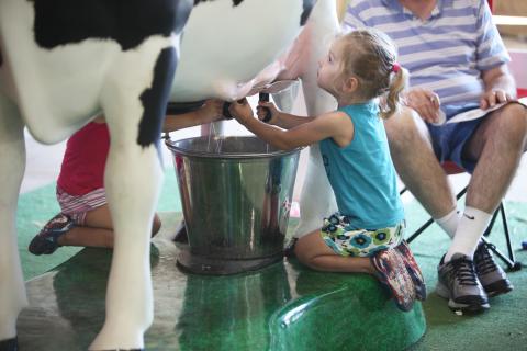 Milking Cow