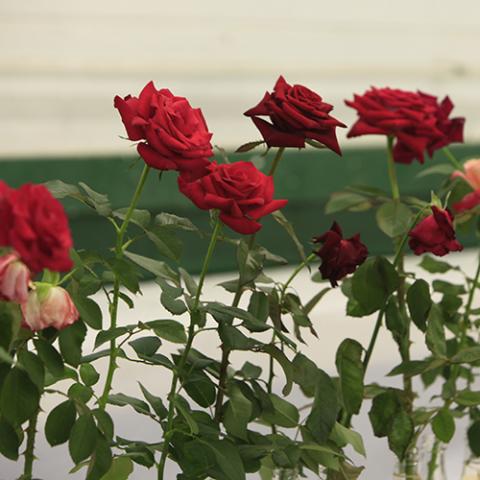 Rose Display & Show