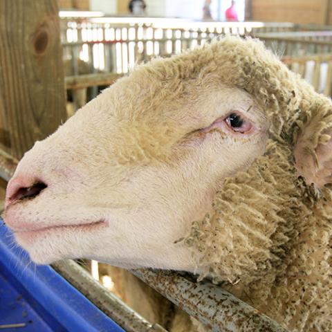 Sheep Judging